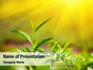  PowerPoint Template