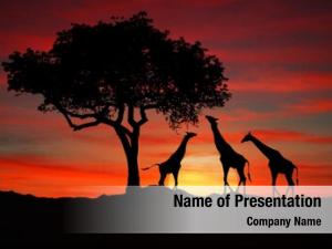Giraffes south african sunset africa