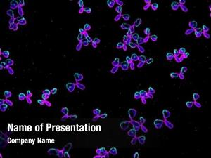 Antibodies Powerpoint Templates Templates For Powerpoint Antibodies Powerpoint Backgrounds