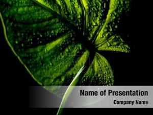 Leaf PowerPoint Template