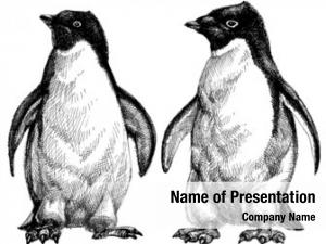 Penguins drawing