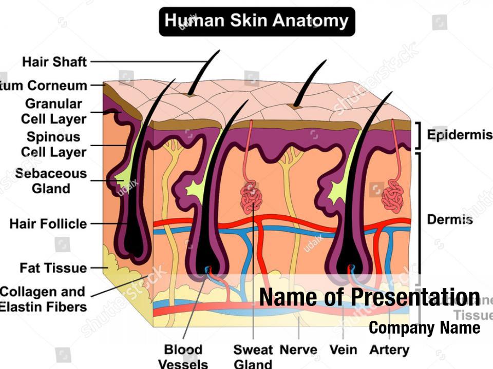 Subcutaneous human skin anatomy PowerPoint Template - Subcutaneous ...