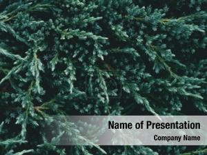 Fir Frame PowerPoint Template