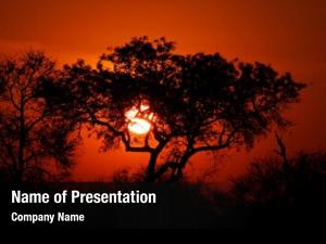 African sunset silhouetted savanna trees,