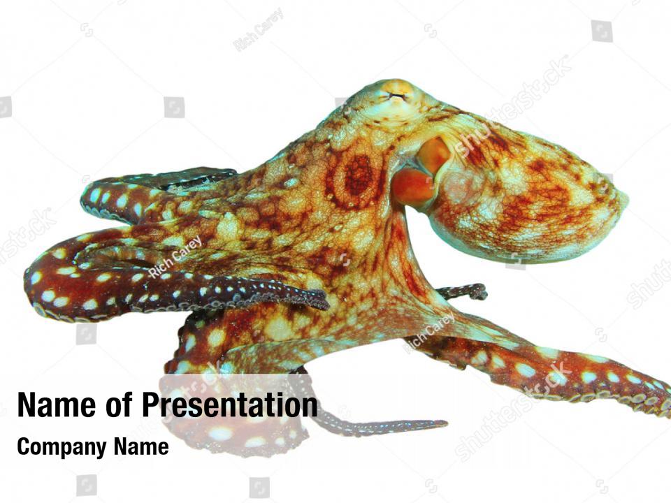cephalopod-reef-octopus-powerpoint-template-cephalopod-reef-octopus