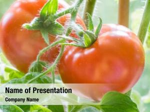 Growing ripe tomatoes branches, cultivated