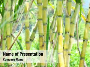 Grow sugarcane plants field 