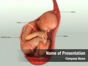 Inside human fetus womb 