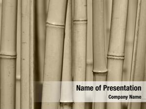 Forest bamboo trees close up 