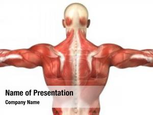 Anatomy body builder muscles  
