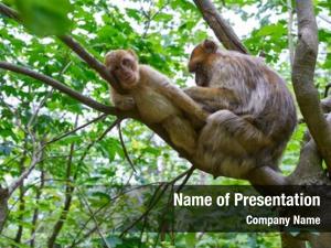 Macaca barbary apes sylvanus macaque