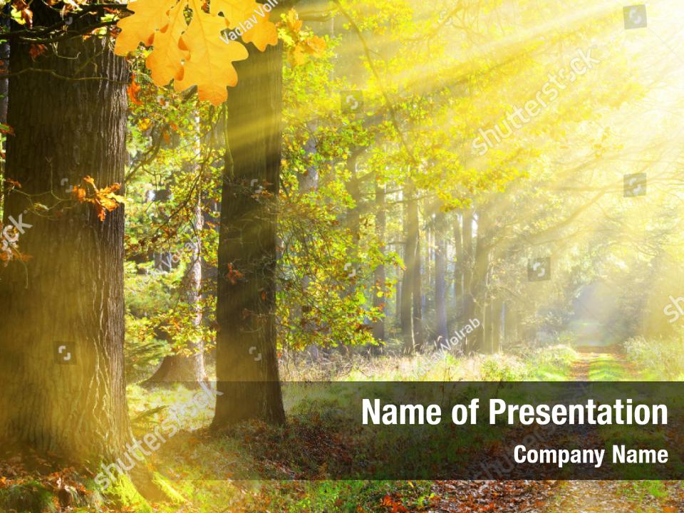 Forest scenic oak sun PowerPoint Template - Forest scenic oak sun PowerPoint  Background