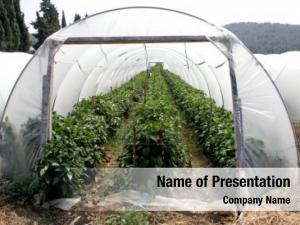Plastic tunnel shaped greenhouse 