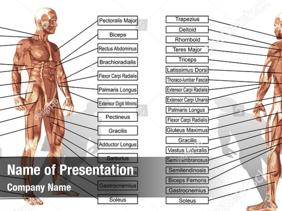 anatomy-3d-text-powerpoint-template-anatomy-3d-text-powerpoint-background
