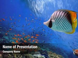 Reef coral tropical shallow reef PowerPoint Template