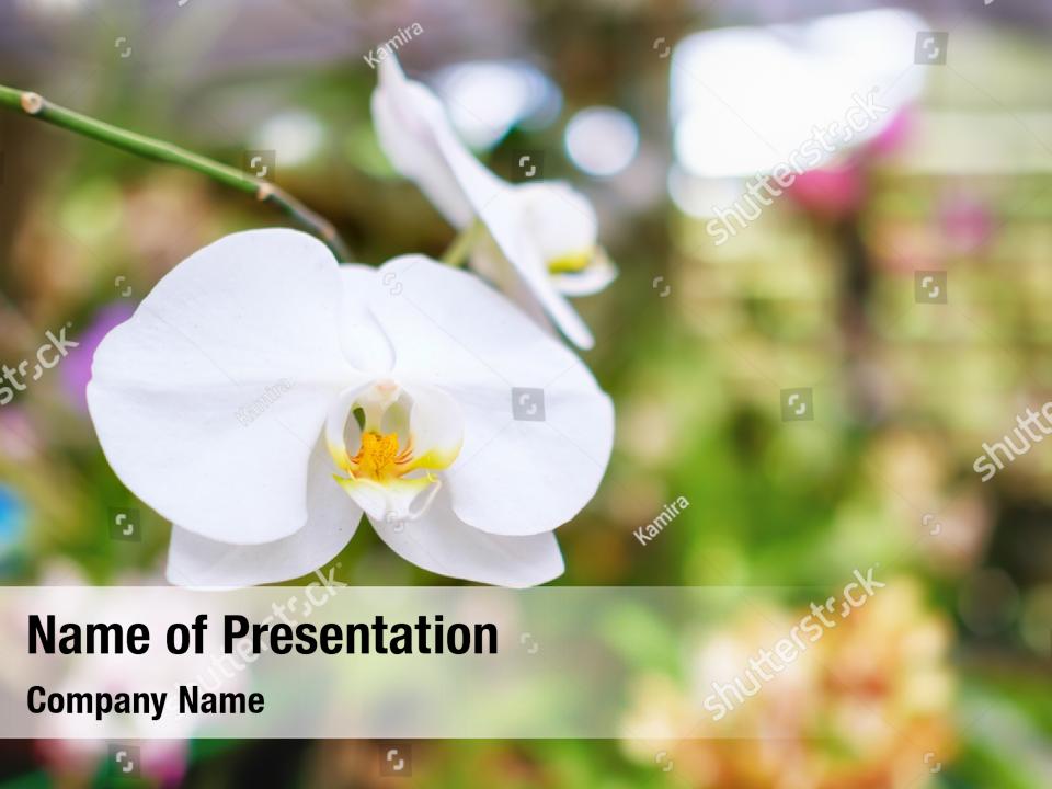 Flower beautiful orchid park PowerPoint Template Flower beautiful