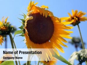 Sunflowers PowerPoint Templates - Sunflowers PowerPoint Backgrounds ...