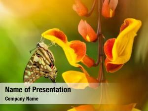 Papilio beautiful butterfly pilumnus tropical