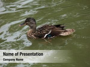 (platyrhynchos), wild duck also known