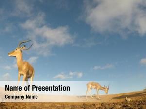 Close impala antelope  