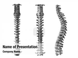 Spinal Cord PowerPoint Template