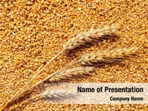 Grain PowerPoint Template