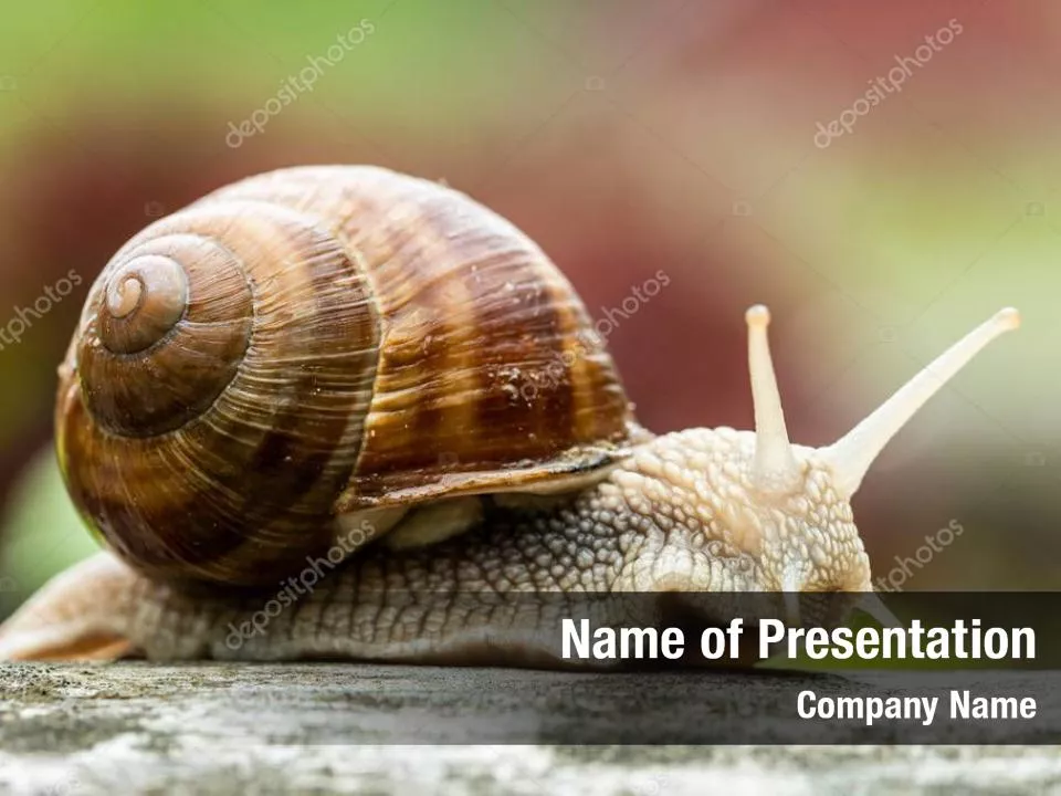 Snail