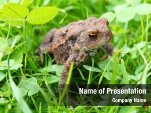 Toad juvenile common european toad