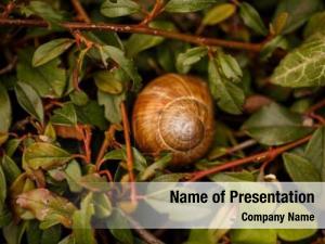 Snail Shell PowerPoint Template