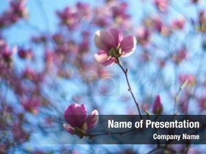 Blossoming Flower PowerPoint Template