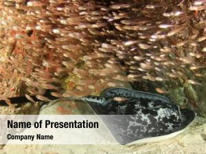 Ray blotched fantail (marbled ray