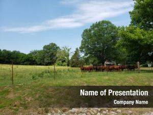 Cows american farm bulls field
