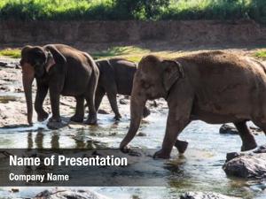 Bathing herd elephants jungle river