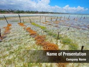 Clear seaweed farming coastal waters