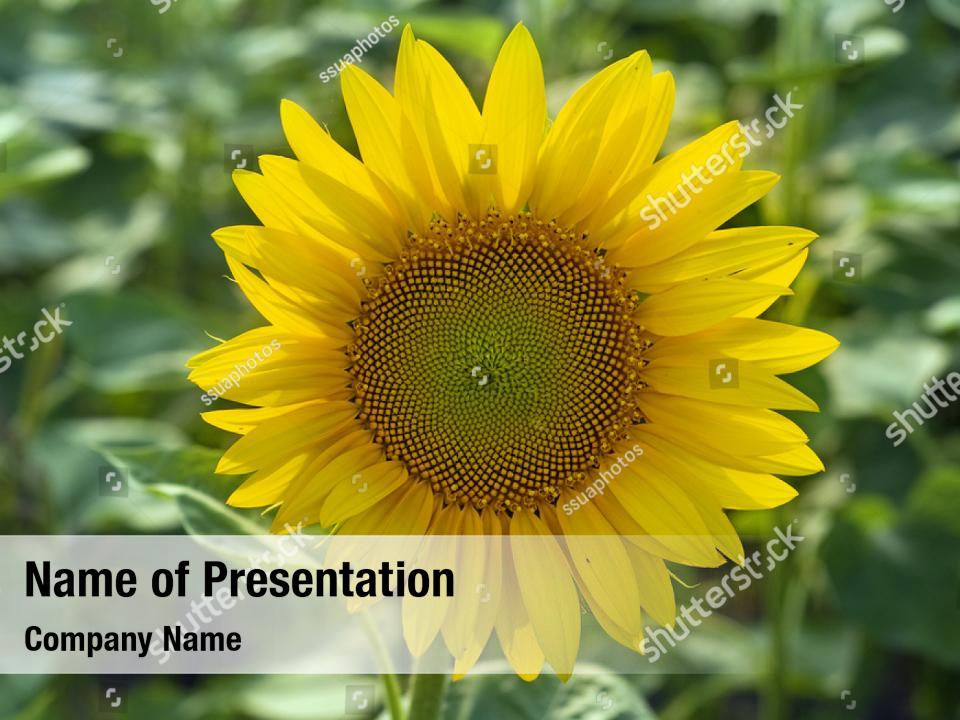 Variegated sunflower PowerPoint Template - Variegated sunflower ...