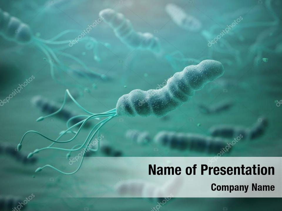 Helicobacter pylori in microscope