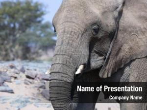 Elephant PowerPoint Template