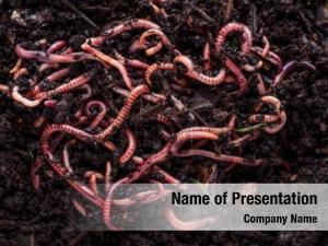 Compost red worms bait fishing