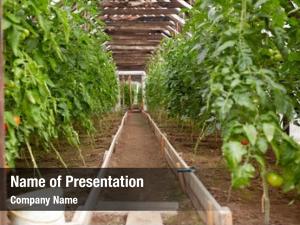 Farming vegetable gardening concept tomato