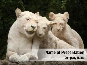 Lion female white two newborn