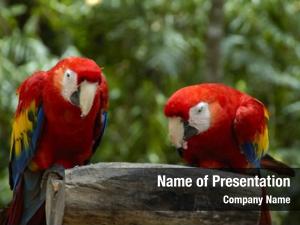 Macaws  