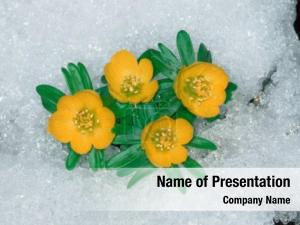 (eranthis winter aconites hyemalis) 