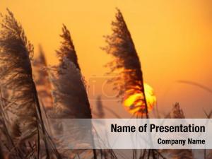 Golden Hour Magic: Sunset in the Field

Vibrant hues paint the s