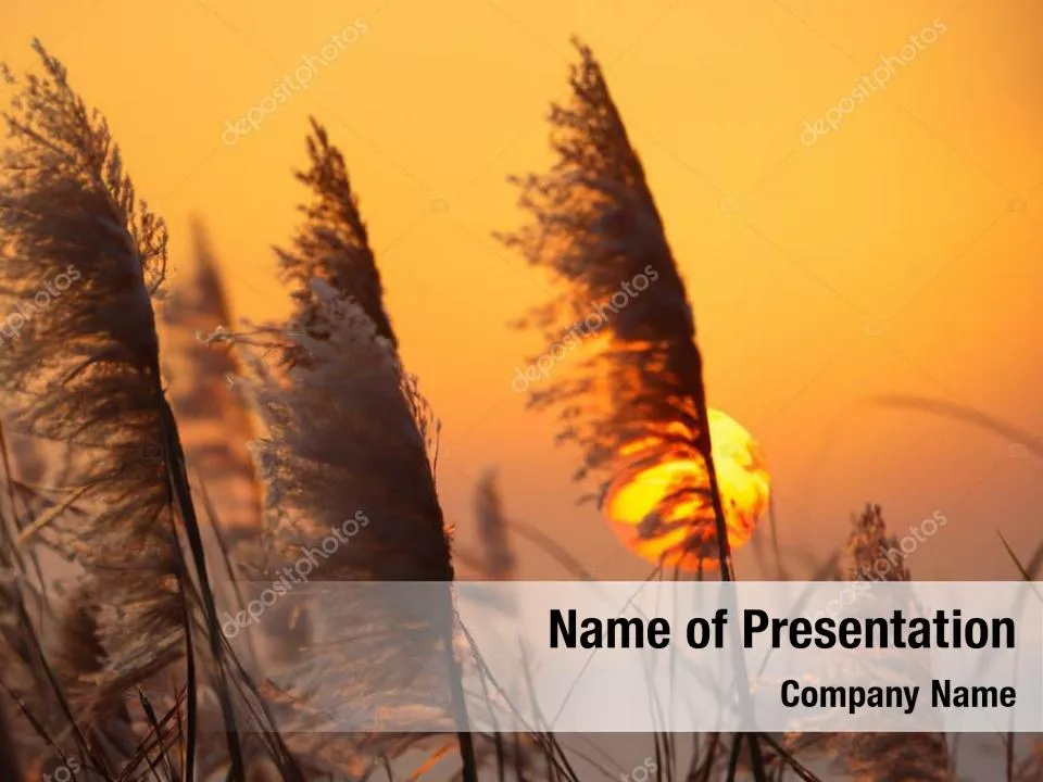 Golden Hour Magic: Sunset in the Field

Vibrant hues paint the s