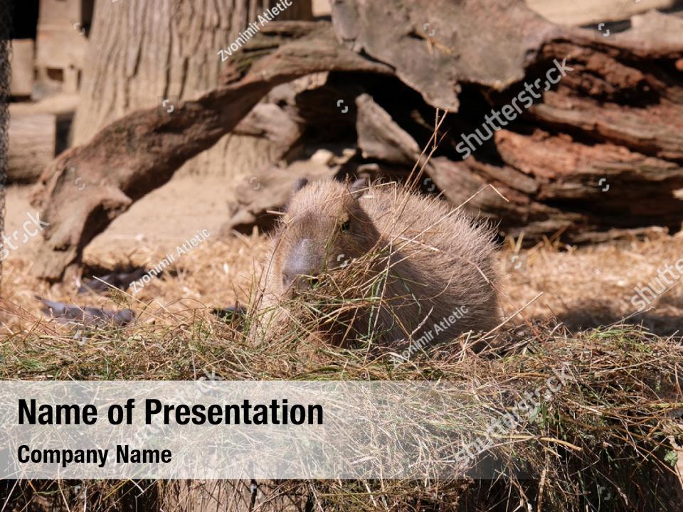 capybara-kapibara-powerpoint-theme-powerpoint-template-capybara