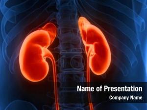 Kidneys PowerPoint Template