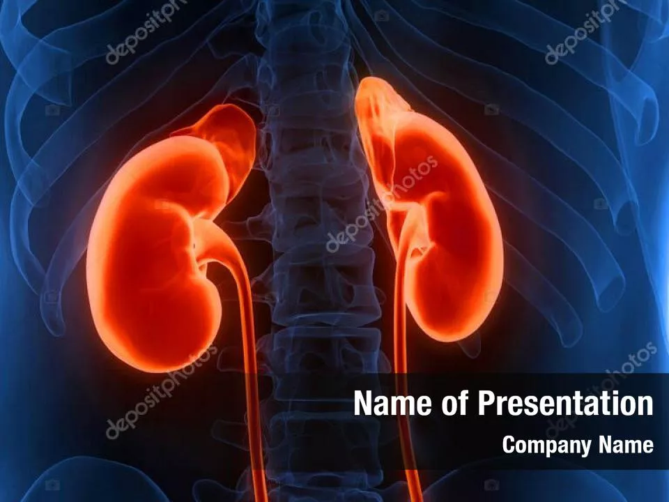 Kidneys