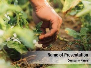 Work On The Farm PowerPoint Template