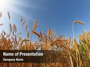 Wheat field ripe sunset 