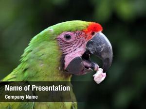Macaw great green (ara ambiguus),
